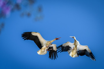 Battling Storks