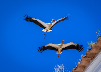 Flying Storks
