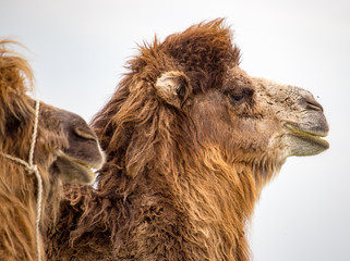 Portrait of camel on nature in spring