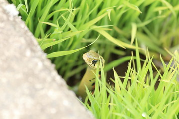 Rhabdophis tigrinus  in rice field in Japan