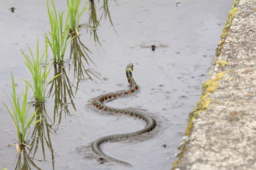 Rhabdophis tigrinus in rice field in Japan