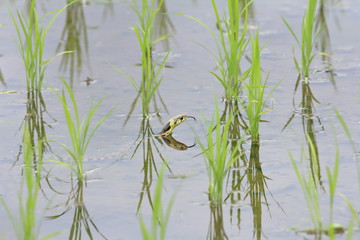 Rhabdophis tigrinus in rice field in Japan