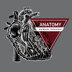 Human organ heart