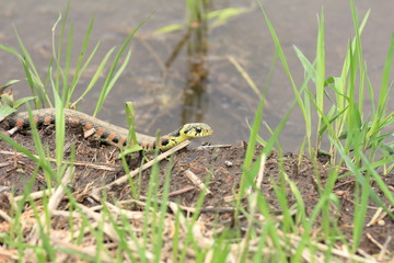 Fototapeta premium Rhabdophis tigrinus in rice field in Japan