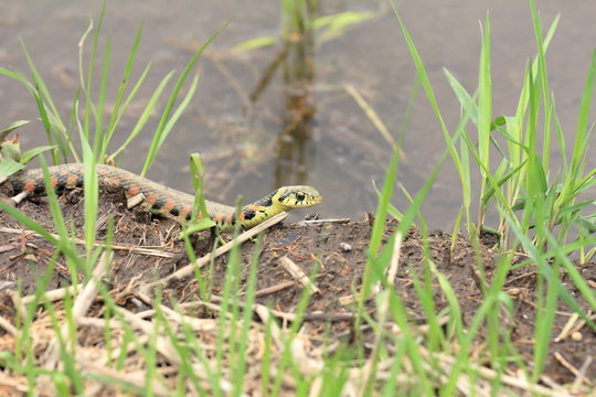 Rhabdophis tigrinus in rice field in Japan