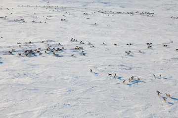 Deer in winter tundra, view from above