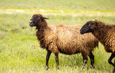 Obraz premium Ram in the pasture in the spring