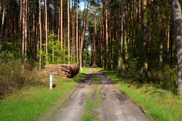 droga przez las
