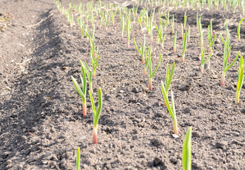 Young Green Garlic Sprout on Black Bed
