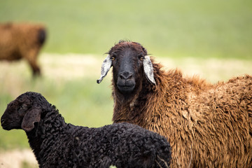 Ram in the pasture in the spring