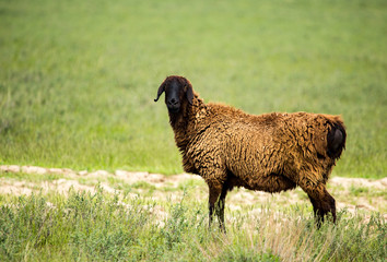 Ram in the pasture in the spring