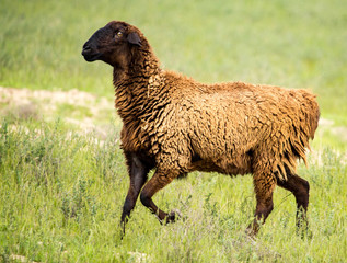 Ram in the pasture in the spring