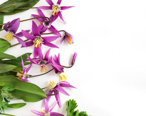 Blooming Lilac Erythronium on White Background
