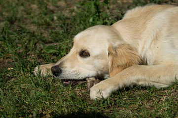 Puppy dog, golden retriever puppy, labrador