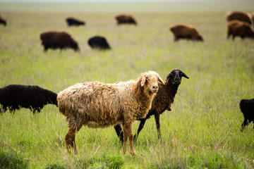 Ram in the pasture in the spring