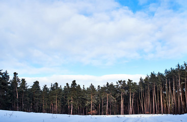 Fototapeta premium Edge of a winter foreset