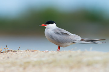 Common tern (Sterna hirundo) on Kinburn Spit, Ukraine