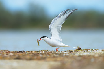 Common tern (Sterna hirundo) on Kinburn Spit, Ukraine