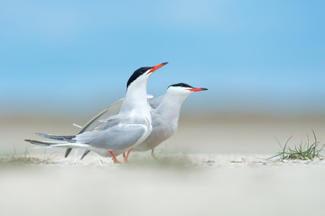 Pair of common terns in courtship display