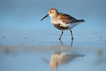  Dunlin (Calidris alpina) on Kinburn Spit, Ukraine