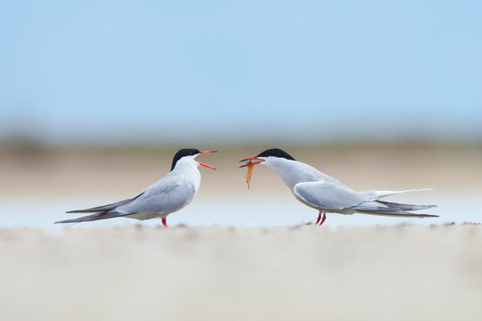 Common tern with fish being displayed