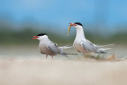 Couple of common terns in courtship display