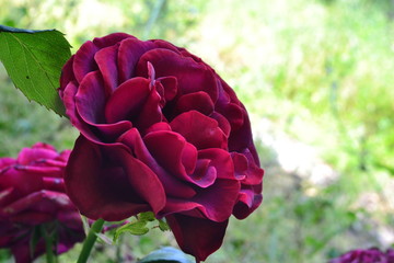 Purple Flower