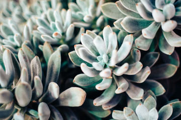 Beautiful spring flowers in the greenhouse. Botanical garden