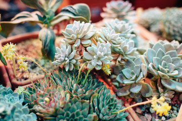 Beautiful spring flowers in the greenhouse. Botanical garden