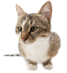 Portrait of a cat on a white background