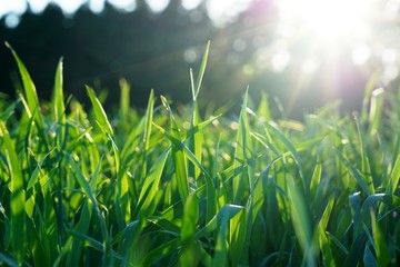 Hohes gr&uuml;nes Gras vor Wald mit Gegenlicht