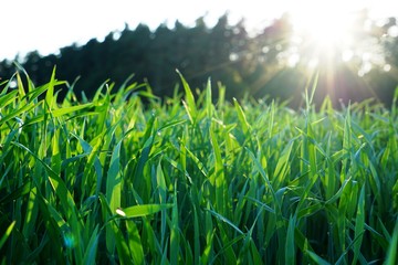 Hohes Gras vor Wald mit Gegenlicht