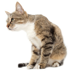 Portrait of a cat on a white background