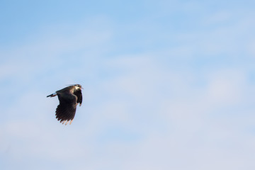 lapwing in flight