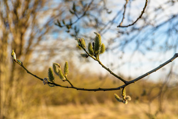 willow in the spring