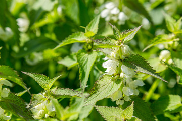 White Nettle (Blank Nettle) Lamium album L. in natural habitat