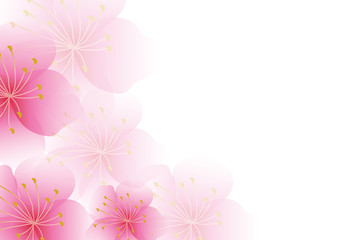 Fototapeta na wymiar Cherry blossom flowers background. Sakura pink flowers background.