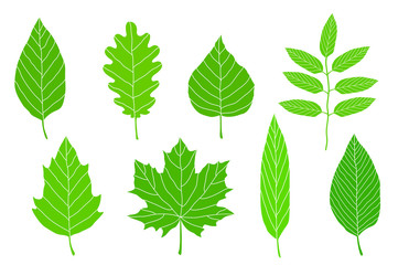 set of green leaves