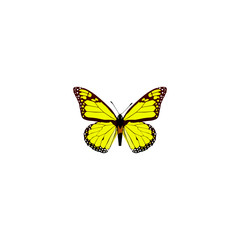 Obraz na płótnie Canvas Realistic Yello-Wing Element. Vector Illustration Of Realistic Archippus Isolated On Clean Background. Can Be Used As Yellow, Butterfly And Monarch Symbols.