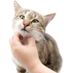 Man caresses a cat on a white background