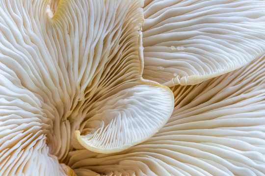 Cogumelo macro.