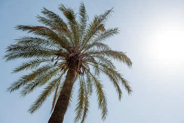 Fototapeta na wymiar Palm tree and sun