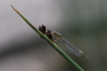 libellule