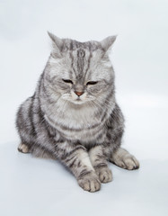 Naklejka na ściany i meble grey striped cat on a white background