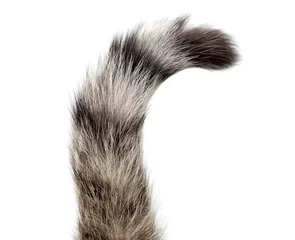 Wandaufkleber Striped cat tail on white background © schankz