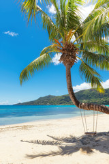 Palm tree on tropical beach in Seychelles.