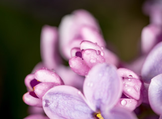 Beautiful little flowers of lilac. macro