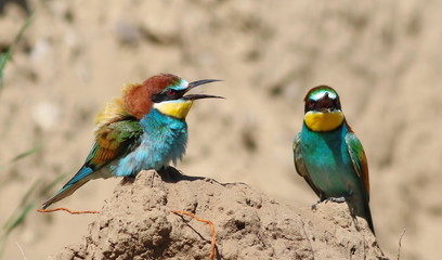 European bee-eater, Merops apiaster