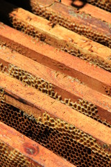 Frames with bee honeycombs