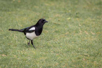 Common magpie